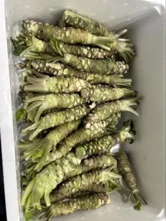 ナメックジ【全商品匿名配送】様　わさび100g 専用