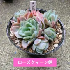 多肉植物　ローズクィーン錦　カット苗(微根出始めました)