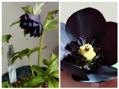 keiko様ご専用　クリスマスローズ種