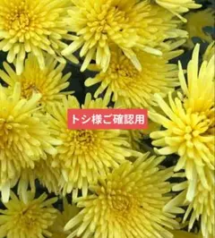 トシ様ご確認用。食用菊苗　もってのほか 　黄色　❣️のサムネイル