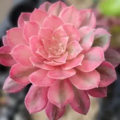 アエオニウム 多肉植物 ピンクディジー 群生 抜き苗 - メルカリ