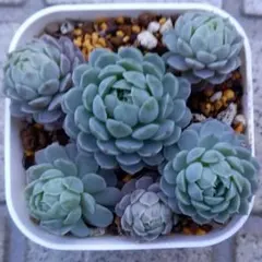 多肉植物　♡バターボール　カット苗♡