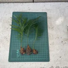 2025年最新】蘇鉄 子株の人気アイテム - メルカリ