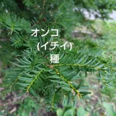 しろにゃんこ//断捨離作業中様 リクエスト 2点 まとめ商品