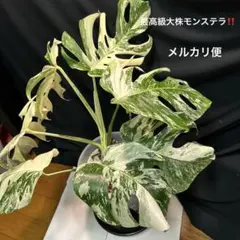 最高級]美斑入りモンステラボルシギアナホワイトタイガー鉢植え発送