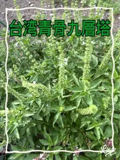 OIO様 リクエスト 2点 まとめ商品