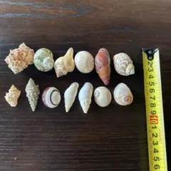 貝殻セット 13個 様々なサイズ
