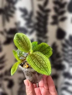 10NaCl様 リクエスト 2点 まとめ商品