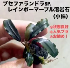 2025年最新】ブセファランドラの人気アイテム - メルカリ