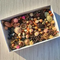 木の実セット　詰め合わせ　松ぼっくり　どんぐり　シャリンバイ　サンキライ　リース
