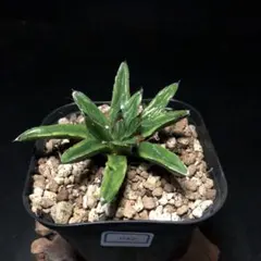 2025年最新】笹の雪 黄覆輪の人気アイテム - メルカリ