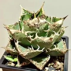 『本日限定価格』　親株アガベ　清櫻　セオ　ダブルヘッド　2頭株　子株四つ付き 本日限定価格』 親株アガベ 清櫻 セオ ダブルヘッド 2頭株 子株四つ