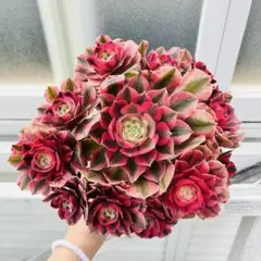 アエオニウム抜き苗孔雀の羽【メルカリ便代金込み】 多肉植物 アエオニウム 孔雀の羽 抜き苗 - メルカリ