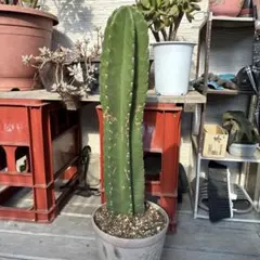 2025年最新】鬼面角 ブランチの人気アイテム - メルカリ