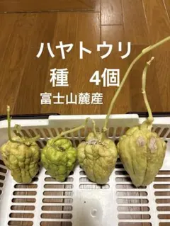 2026年最新】ハヤトウリ種の人気アイテム - メルカリ