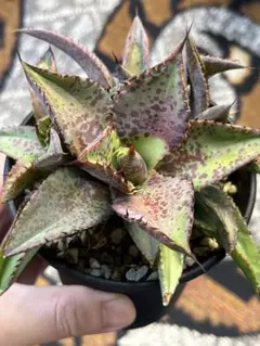 再販】桃花塢 HU PLANTS 産 ハイブリッドアガベ - メルカリ