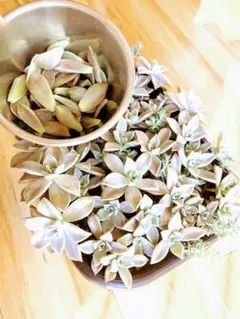 多肉植物　初心者ミックス詰め合わせset おうち時間