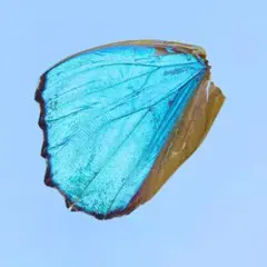 2026年最新】モルフォ 標本の人気アイテム - メルカリ