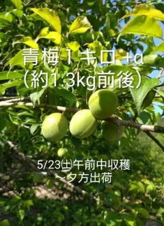 和歌山県産】栽培期間中農薬不使用の南高梅青梅。朝収穫・当日発送