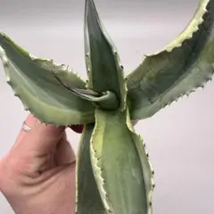 2026年最新】アガベオバティフォリアの人気アイテム - メルカリ