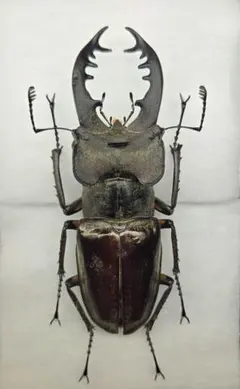 2025年最新】ミヤマクワガタ標本の人気アイテム - メルカリ