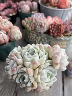 多肉☆ヒューミリス・大株・カット苗