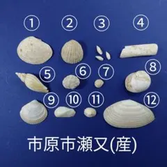 【千葉県市原市瀬又貝類化石１２種類・１４セット】
