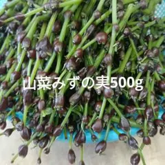 プロフィール説明必ず見てから購入して様専用 みずのこぶ みずの実