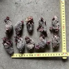 ひのこま様 リクエスト 2点 まとめ商品