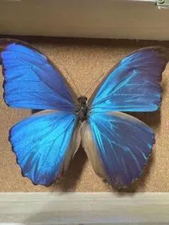 2025年最新】モルフォ 標本の人気アイテム - メルカリ