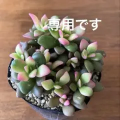 Koara様 リクエスト 2点 まとめ商品