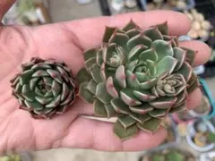 多肉植物 オリビア抜き苗 （6.5cm鉢内全て） - メルカリ