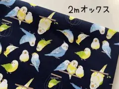 2m　インコ　小鳥　オックス　生地　コットン　紺　A8