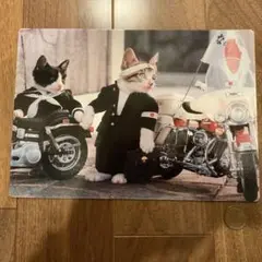 なめネコ　下敷き　10枚セット なめ猫下敷き10枚セット