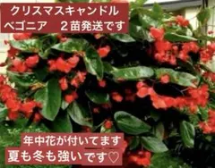 ベゴニア　クリスマスキャンドル　宿根草　ゼラニウム　観葉植物　花苗のサムネイル