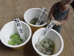 多肉植物　ブロンズ姫・紅稚児・プロリフエラ　3種各10枚ずつ