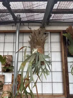 ビカクシダ ドワーフ ナノ ビカクマフィア - メルカリ