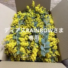 ミモザ　ディアスRAINBOW様専用