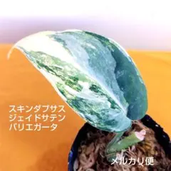 晴れ桜 【購入・交渉の際はプロフ必読】様 リクエスト 2点 まとめ商品