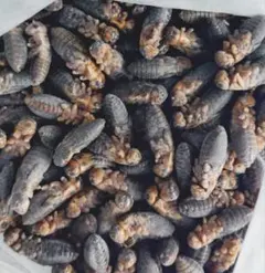 2026年最新】冷凍コオロギの人気アイテム - メルカリ