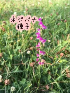 2026年最新】花の種の人気アイテム - メルカリ