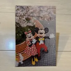 東京ディズニーリゾート ミッキー ミニー 桜 ポストカード