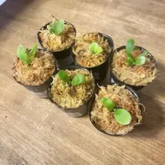 2025年最新】ビカクシダ omgの人気アイテム - メルカリ