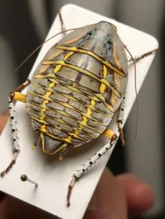 インペアリスブローチハムシ　標本　昆虫標本 インペアリスブローチハムシ 標本 昆虫標本 - メルカリ