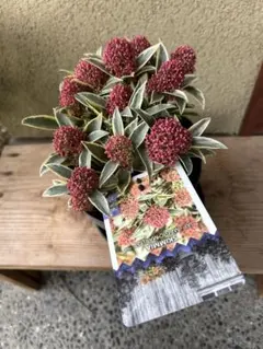 ぐっどな毎日様 リクエスト 2点 まとめ　スキミア　ペローサ　マジックマルロー 2025年最新】スキミア マルローの人気アイテム - メルカリ