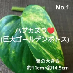 2026年最新】斑入りの人気アイテム - メルカリ