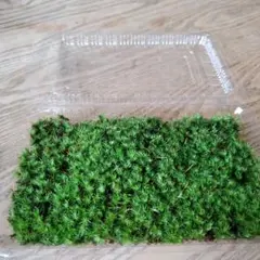 もっくん☆プロフ必読様 リクエスト 2点 まとめ商品