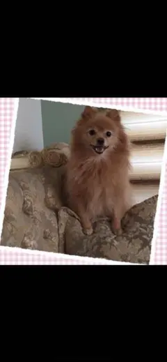 muu Muu muu様専用ページ