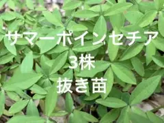 2026年最新】サマーポインセチア 苗の人気アイテム - メルカリ