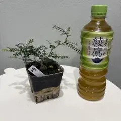 オペルクリカリア パキプス 根挿し株 ポットごと発送 - メルカリ